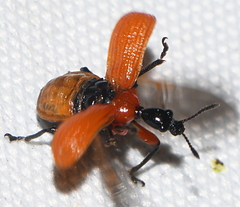 Apoderus coryli