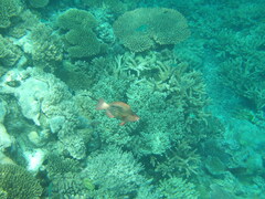 Labroides dimidiatus