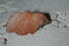 Phyllodesma tremulifolia