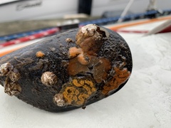 Botryllus