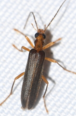 Nacerdes carniolica
