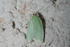 Tortrix viridana