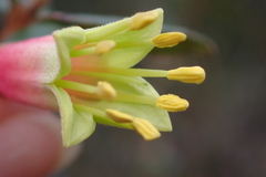 Correa reflexa