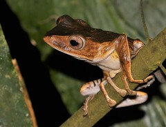 Polypedates otilophus