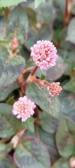 Persicaria capitata