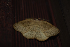 Syncirsodes primata