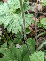 Geranium dissectum