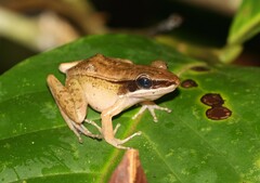 Indosylvirana nicobariensis