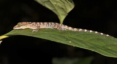 Cyrtodactylus