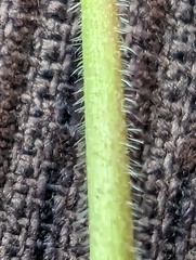 Geranium dissectum