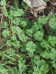 Geranium dissectum