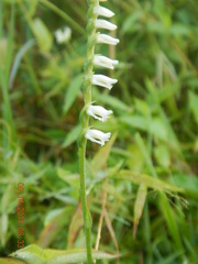 Spiranthes lacera