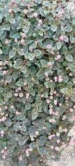 Persicaria capitata