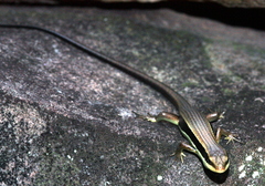 Eutropis longicaudata