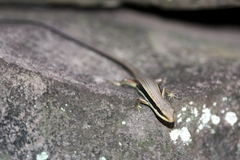 Eutropis longicaudata
