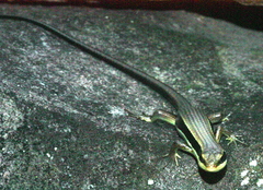 Eutropis longicaudata