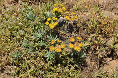 Euphorbia cheiradenia