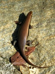 Eutropis