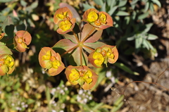 Euphorbia cheiradenia