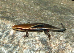 Eutropis
