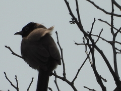 Pycnonotus xanthopygos