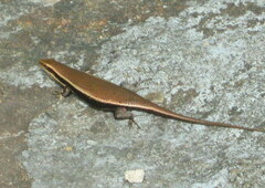 Eutropis