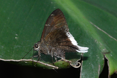 Murgaria albimargo