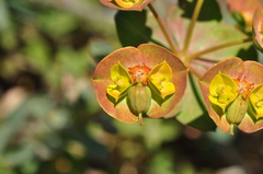 Euphorbia cheiradenia