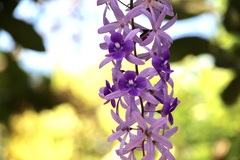 Petrea volubilis