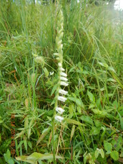 Spiranthes lacera