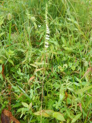 Spiranthes lacera