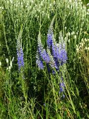 Veronica spicata