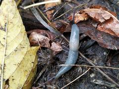 Krynickillus melanocephalus