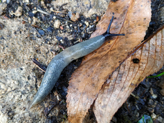 Krynickillus melanocephalus