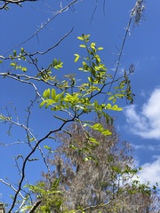 Gleditsia aquatica