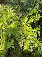 Gleditsia aquatica