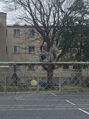 Sciurus carolinensis