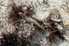 Sceloporus cozumelae