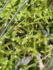 Eurhynchium