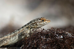 Sceloporus cozumelae