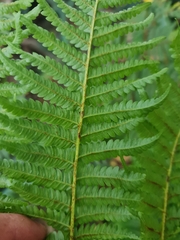 Cyathea dregei