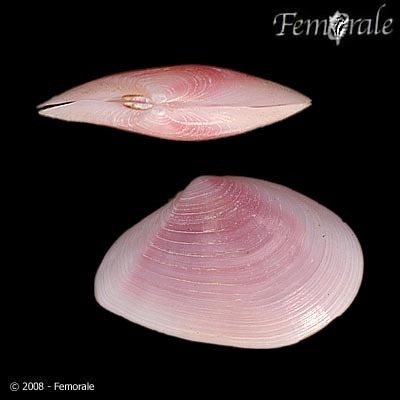 Eurytellina