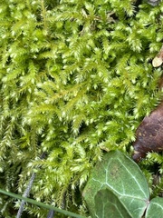 Eurhynchium