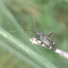 Closterotomus ventralis