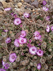 Drosanthemum striatum