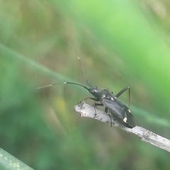 Closterotomus ventralis