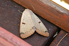 Ophiusa parcemacula