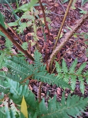 Cyathea dregei