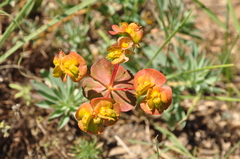 Euphorbia cheiradenia