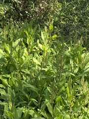 Rumex verticillatus